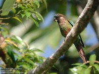 Painted Parakeet - Pyrrhura picta