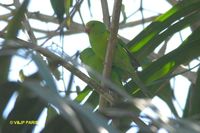 Plain Parakeet - Brotogeris tirica