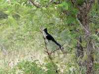 Pied Cuckoo - Clamator jacobinus