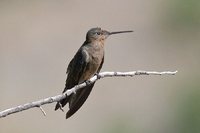 Giant Hummingbird - Patagona gigas