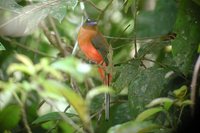 Scarlet-rumped Trogon - Harpactes duvaucelii