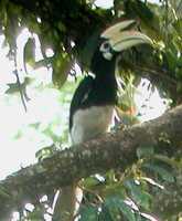 Oriental Pied-Hornbill - Anthracoceros albirostris