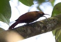 Montane Woodcreeper - Lepidocolaptes lacrymiger