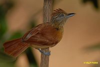 Barred Antshrike - Thamnophilus doliatus