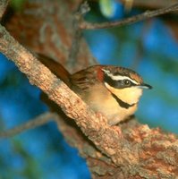 Collared Crescent-chest - Melanopareia torquata