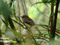 Fuscous Flycatcher - Cnemotriccus fuscatus