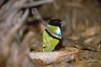 Rainbow Pitta - Pitta iris