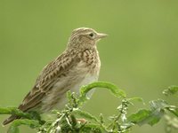 Eurasian Skylark - Alauda arvensis