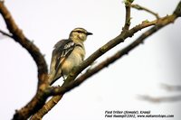 Pied Triller - Lalage nigra