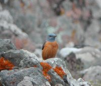 Rufous-tailed Rock-Thrush - Monticola saxatilis