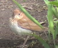 Veery - Catharus fuscescens