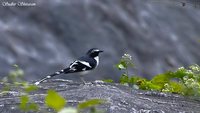 Slaty-backed Forktail - Enicurus schistaceus