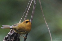 Golden Babbler - Stachyris chrysaea