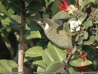 Lewin's Honeyeater - Meliphaga lewinii