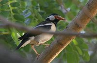 Asian Pied Starling - Gracupica contra