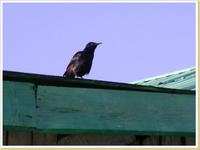 Slender-billed Starling, Onychognathus tenuirostris