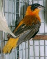 * Orange Bishop Weaver