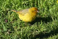 Saffron Finch: male