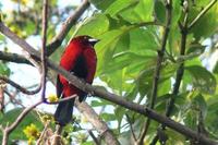 Crimson-backed Tanager