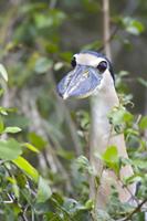 Boat-billed Heron (Cochlearius cochlearis)