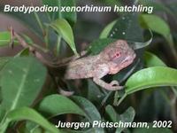 Bradypodion xenorhinum