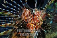 Lionfish ( Pterois volitans ) , Vakarufalhi , Ari atoll , Indian Ocean , Maldives stock photo