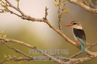 Brown hooded kingfisher in tree stock photo