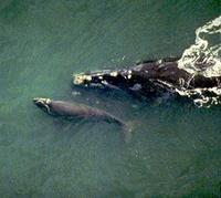 aerial view of North Atlantic right whale swimming with calf