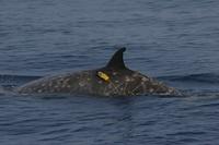 Cuvier's beaked whale with suction-cup attached time-depth recorder (c) R.W. Baird