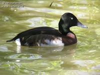 Baer's pochard - Aythya baeri