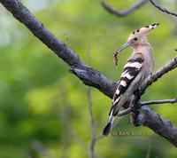 Hoopoe C20D 03913.jpg