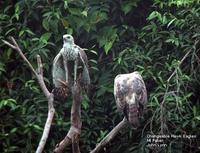 Changeable Hawk Eagles