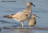 Whimbrel Numenius phaeopus 중부리도요