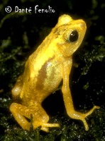 : Nectophrynoides asperginis; Kihansi Spray Toad