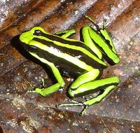 : Ameerega trivittata