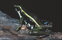 : Ameerega trivittata