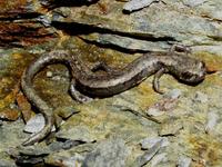 : Batrachoseps simatus; Kern Canyon Slender Salamander