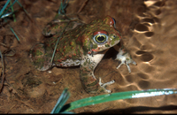 : Bufo calamita; Natterjack Toad