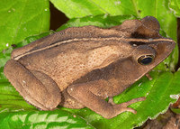 : Bufo margaritifer