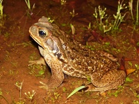 : Bufo schneideri