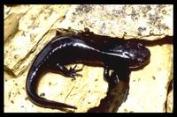 : Hynobius boulengeri