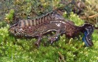 : Ommatotriton vittatus; Southern Banded Newt