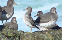 : Calidris ptilocnemis; Rock Sandpiper;