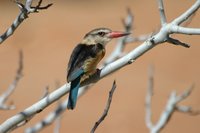 : Halcyon albiventris; Brownhooded Kingfisher