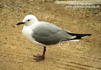 : Larus hartlaubi; Hartlaub's Gull