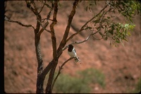 : Melanodryas cucullata; Hooded Robin