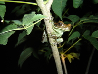 : Trachycephalus venulosus