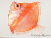 : Antigonia steindachneri
