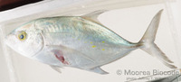 : Carangoides orthogrammus