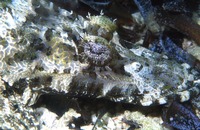 : Cymbocephalus beauforti; Crocodile Fish